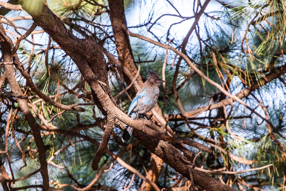 Steller's Jay - ML397139601