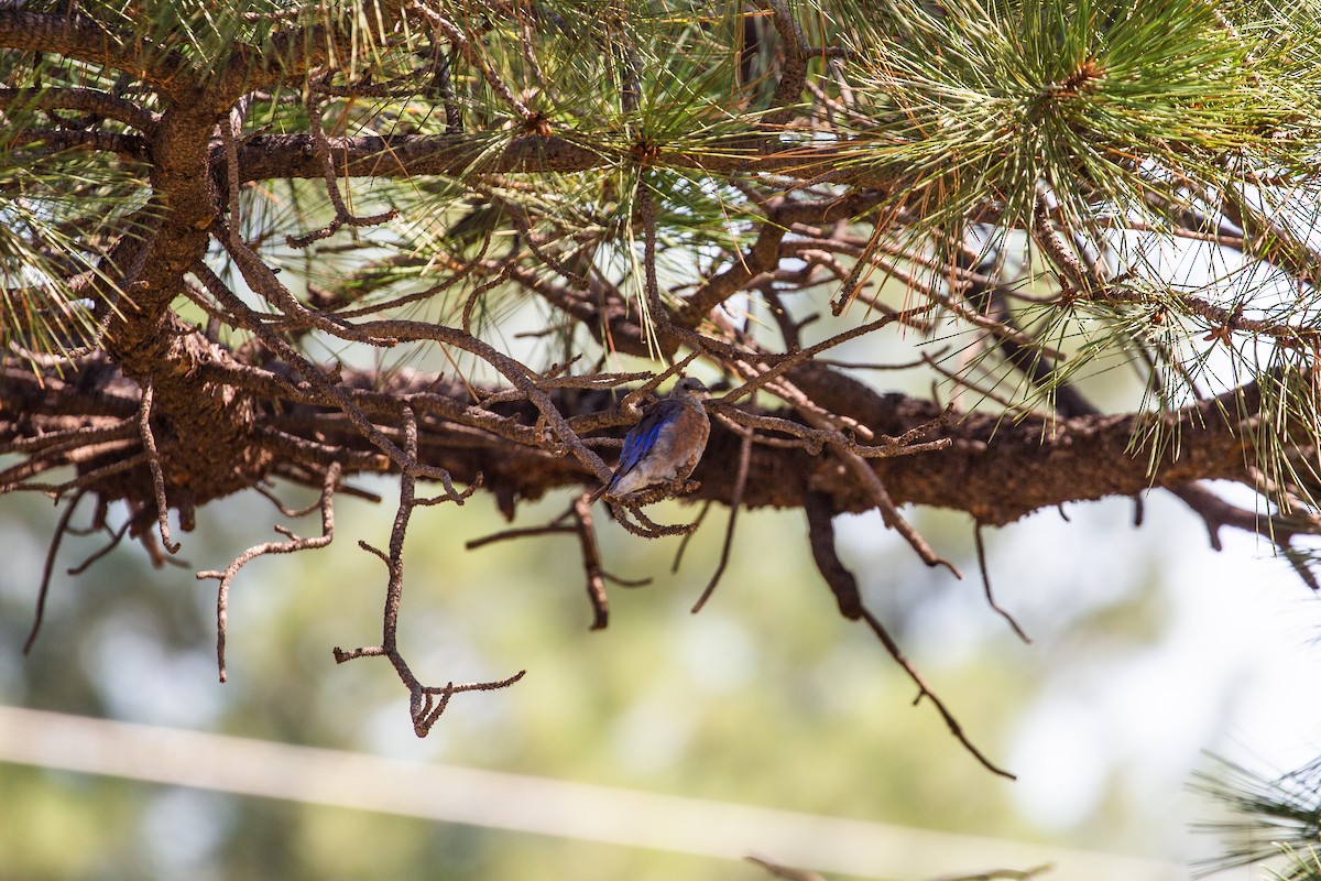 Western Bluebird - ML397139681