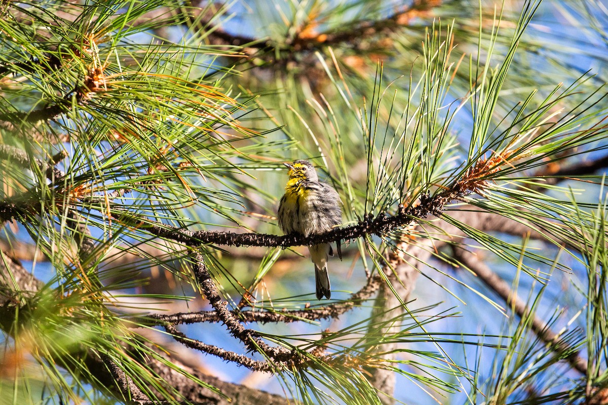 Grace's Warbler - ML397139801
