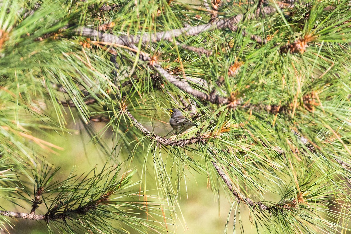 Grace's Warbler - ML397139881