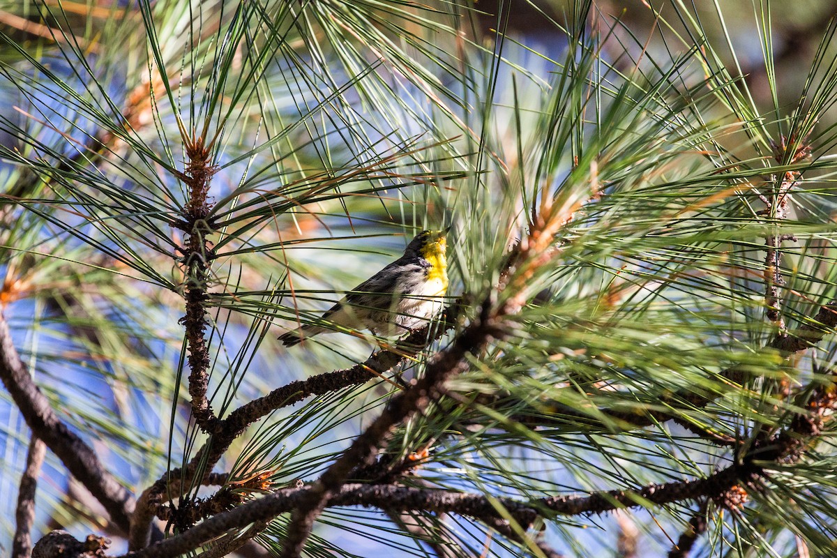 Grace's Warbler - ML397140071