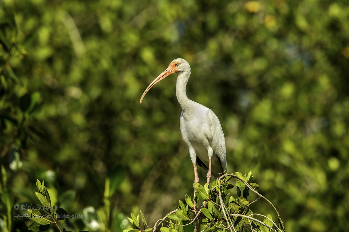 ibis bílý - ML397141391