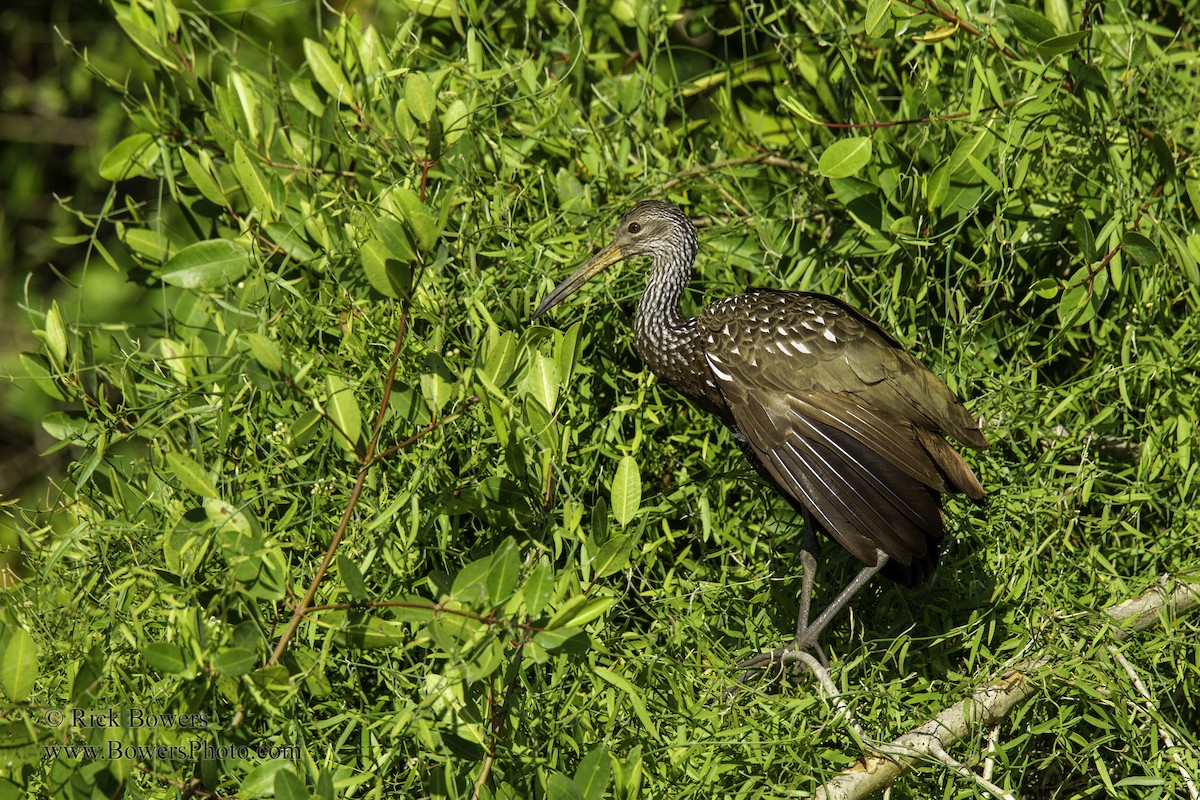 Limpkin - Rick Bowers