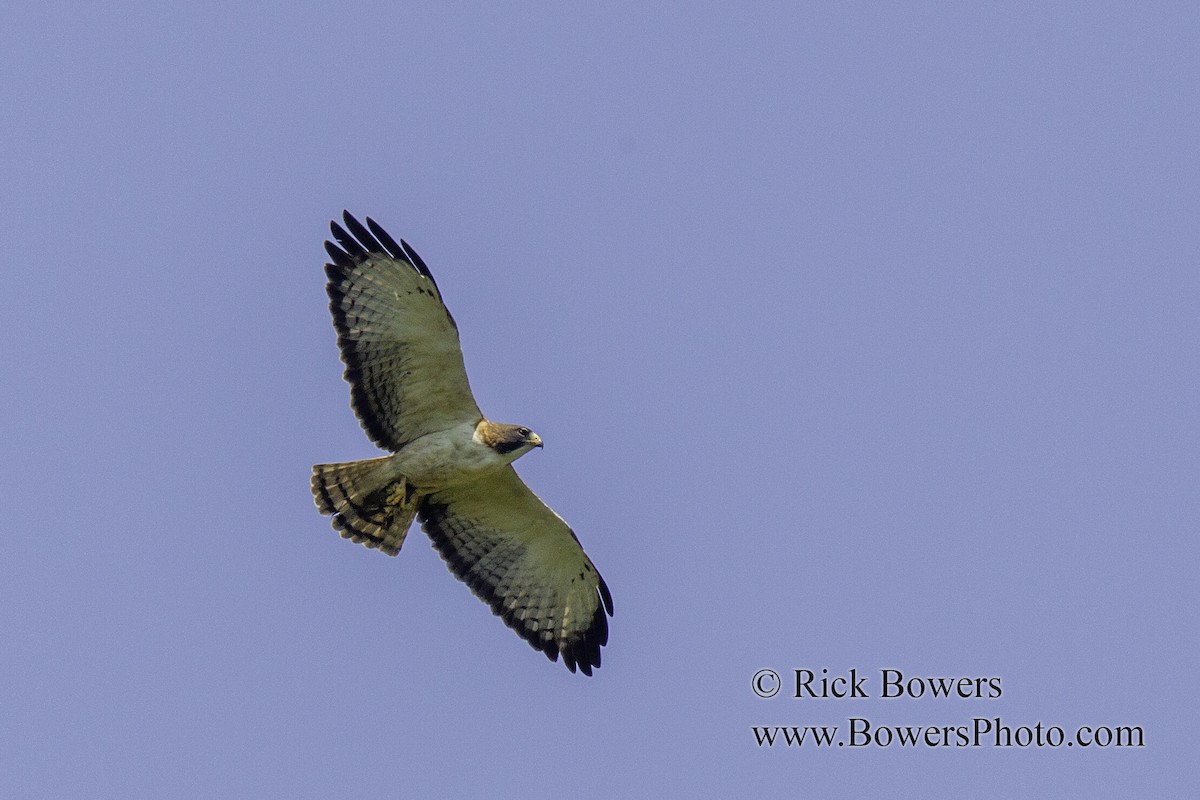 Short-tailed Hawk - Rick Bowers