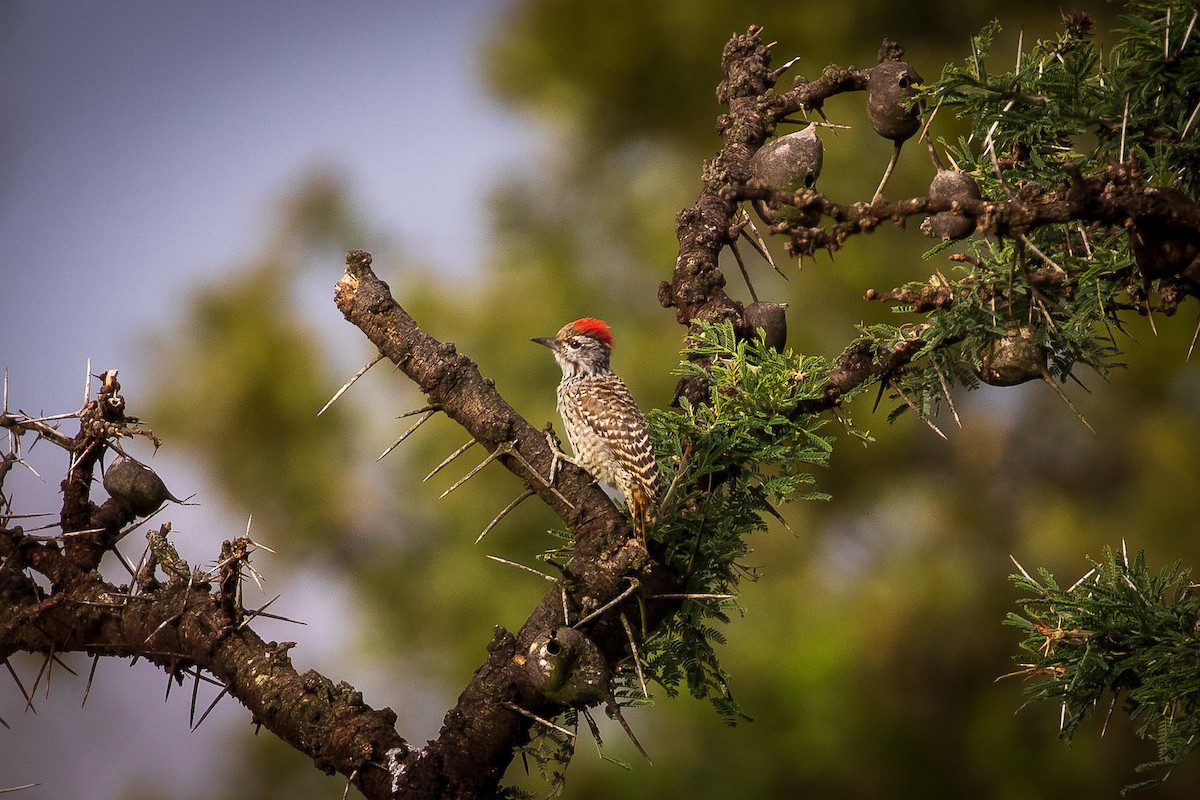 datel kardinálský - ML397143431