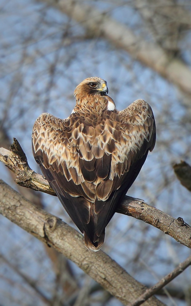 Booted Eagle - ML397144571