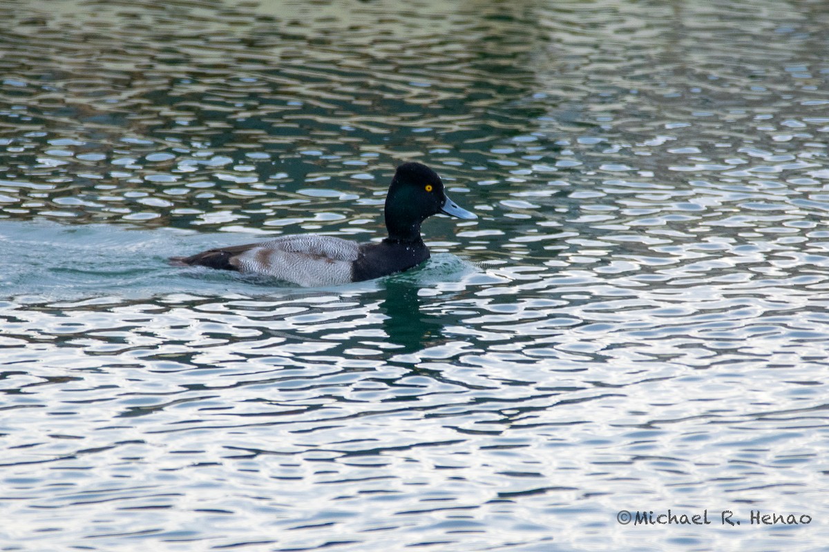 Lesser Scaup - ML397145291
