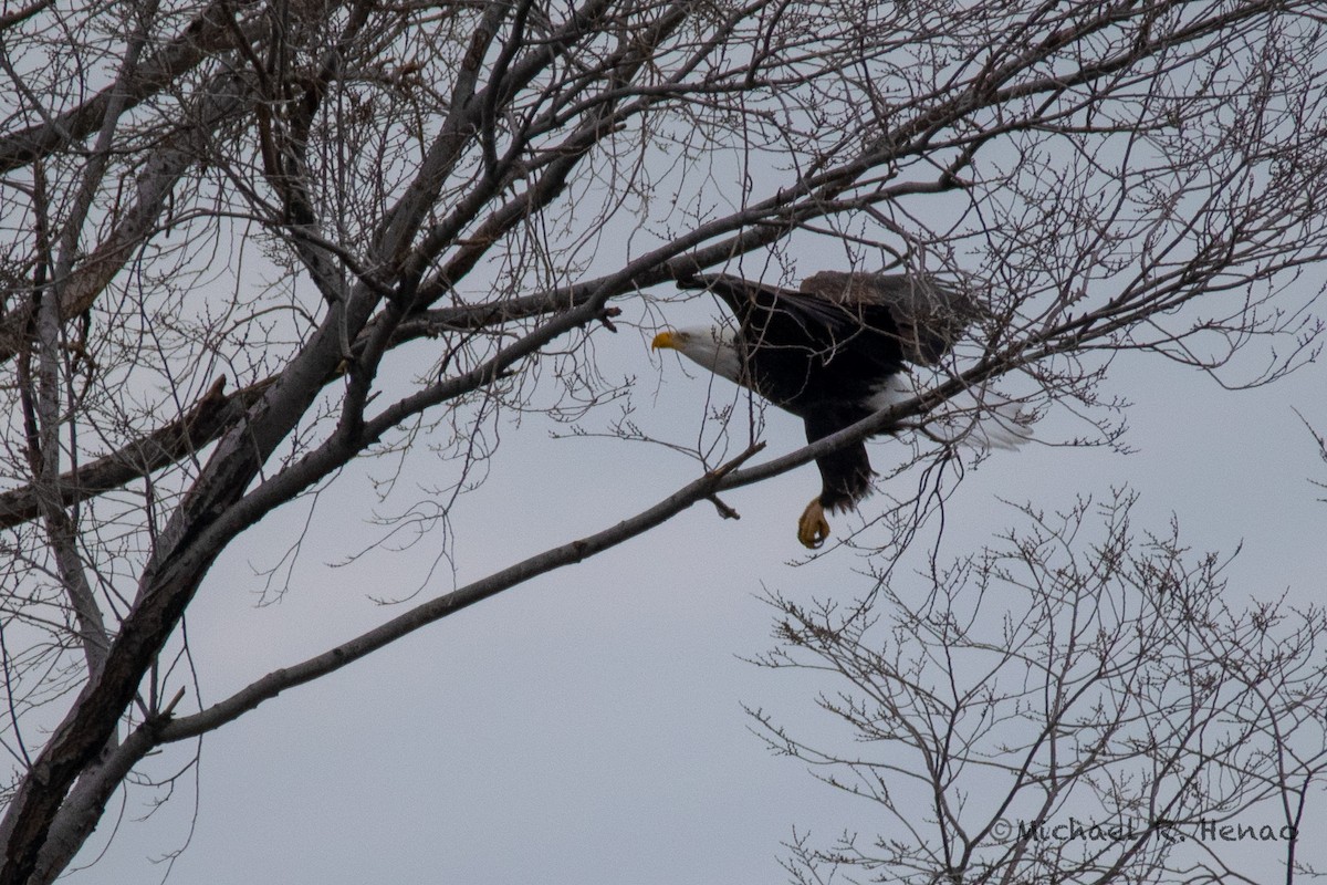 Bald Eagle - ML397146071