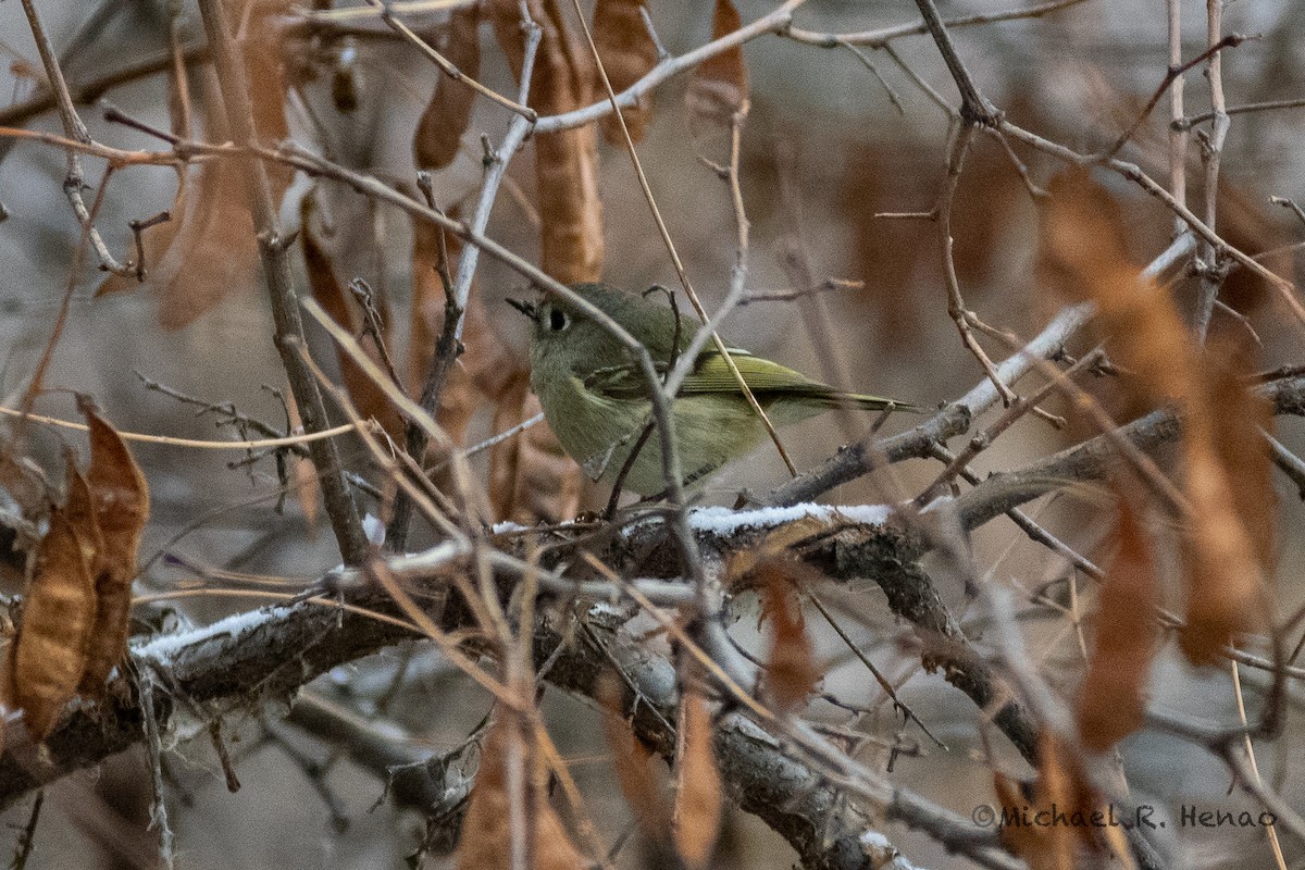 Ruby-crowned Kinglet - ML397146251