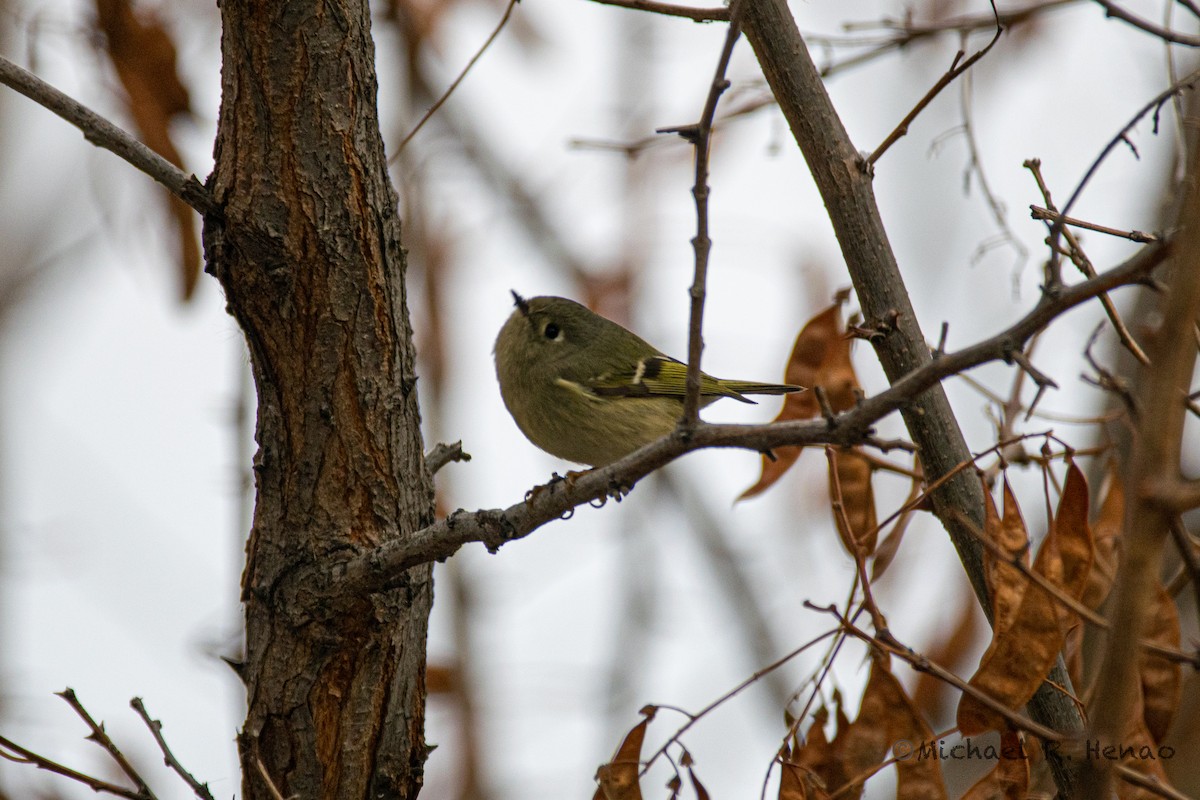 Ruby-crowned Kinglet - ML397146331