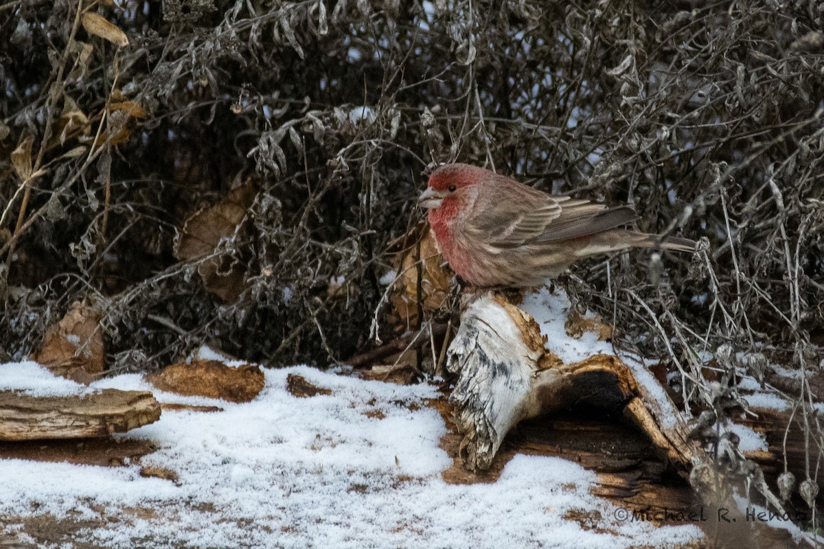 House Finch - ML397146411