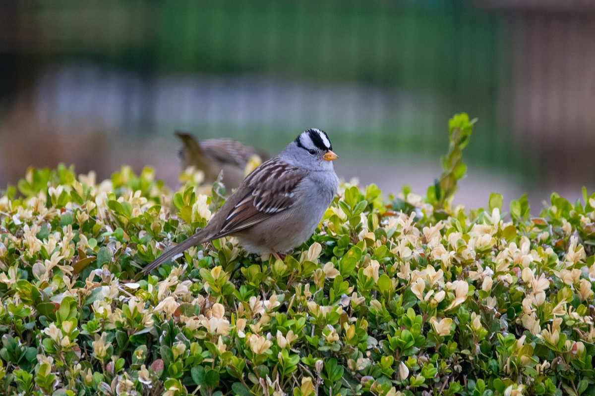 White-crowned Sparrow - ML397146621
