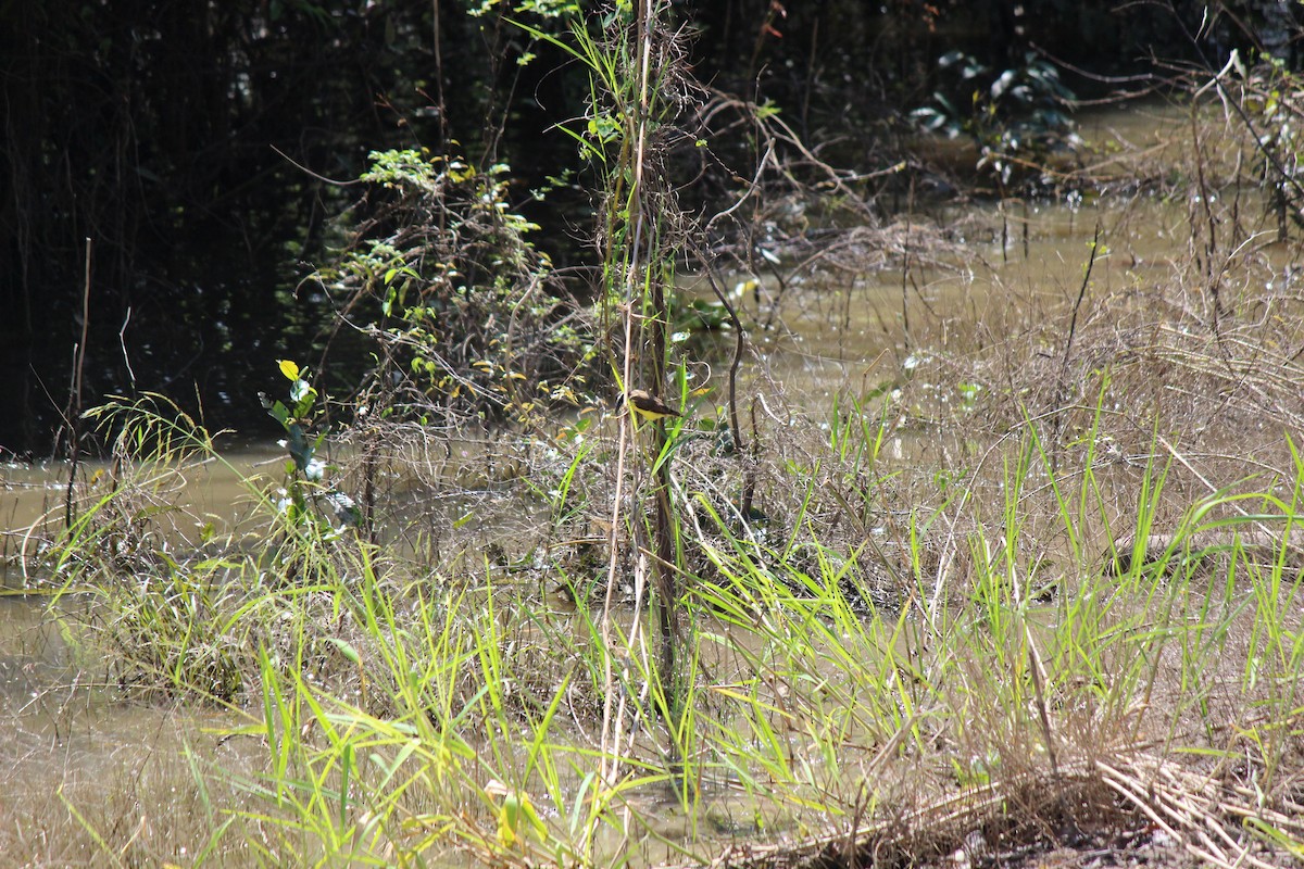 Lesser Kiskadee - ML397147521