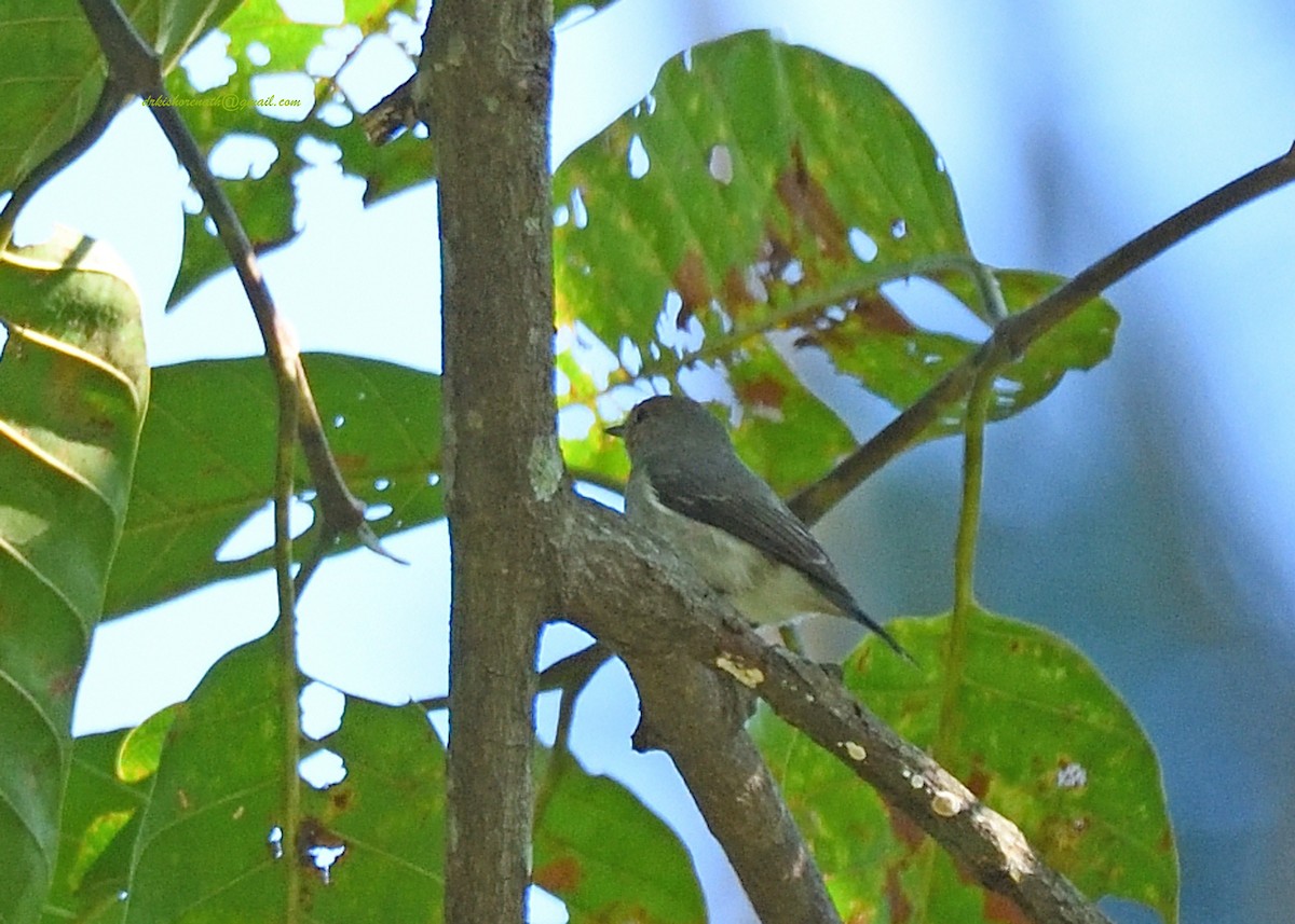 Muscicapa sp. - ML397147981