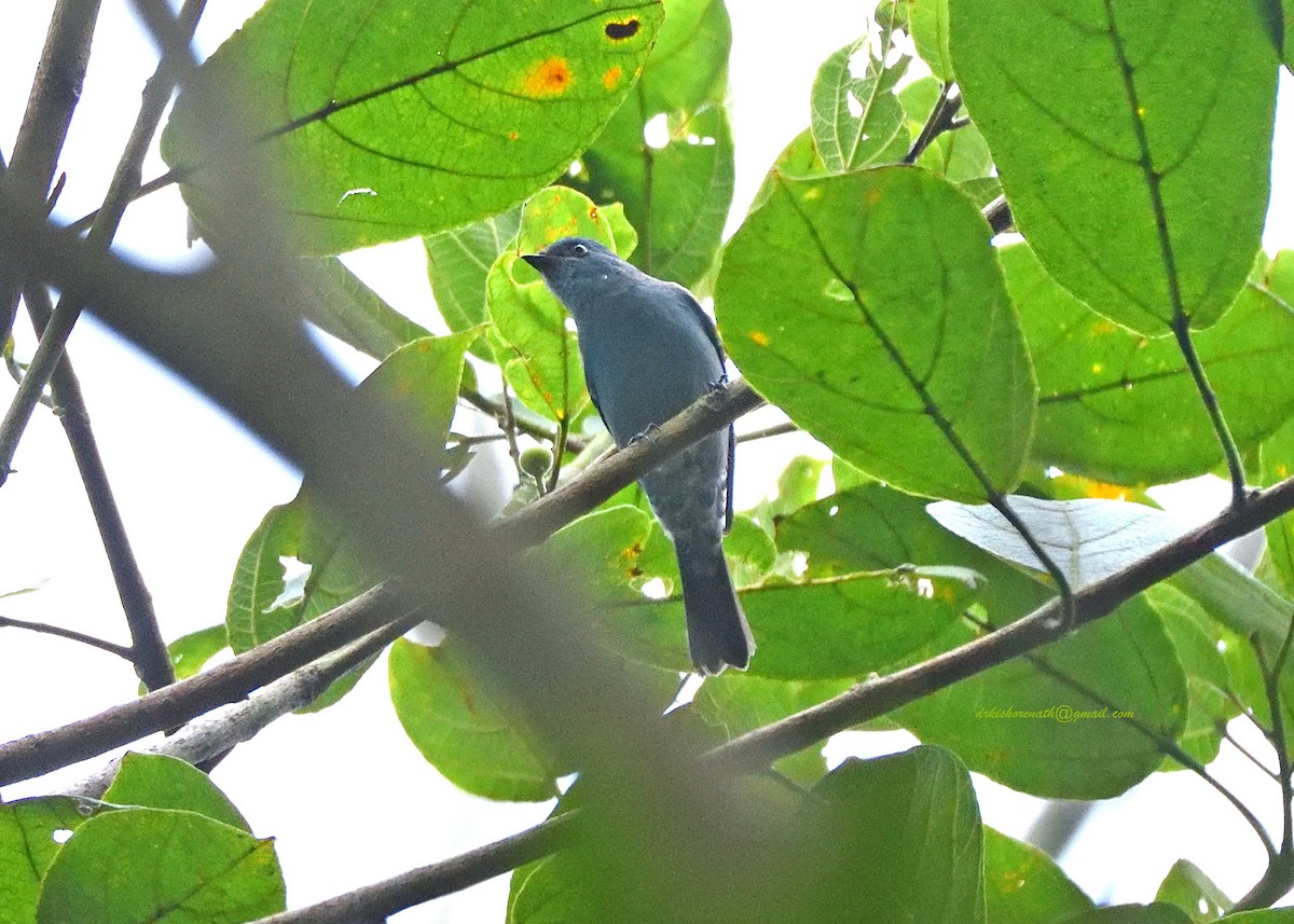 Verditer Flycatcher - ML397148021