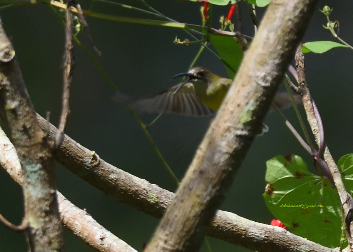 Little Spiderhunter - ML397148151