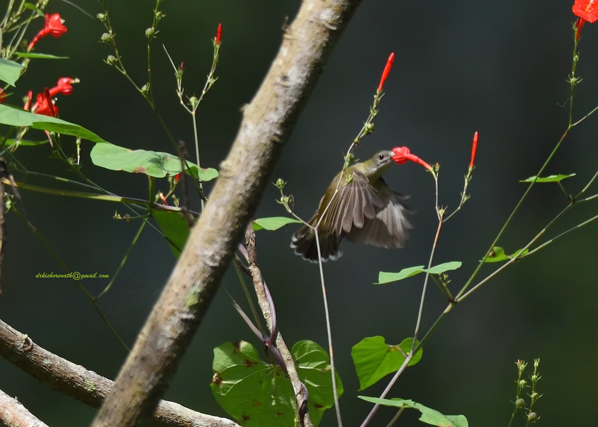 Little Spiderhunter - ML397148161