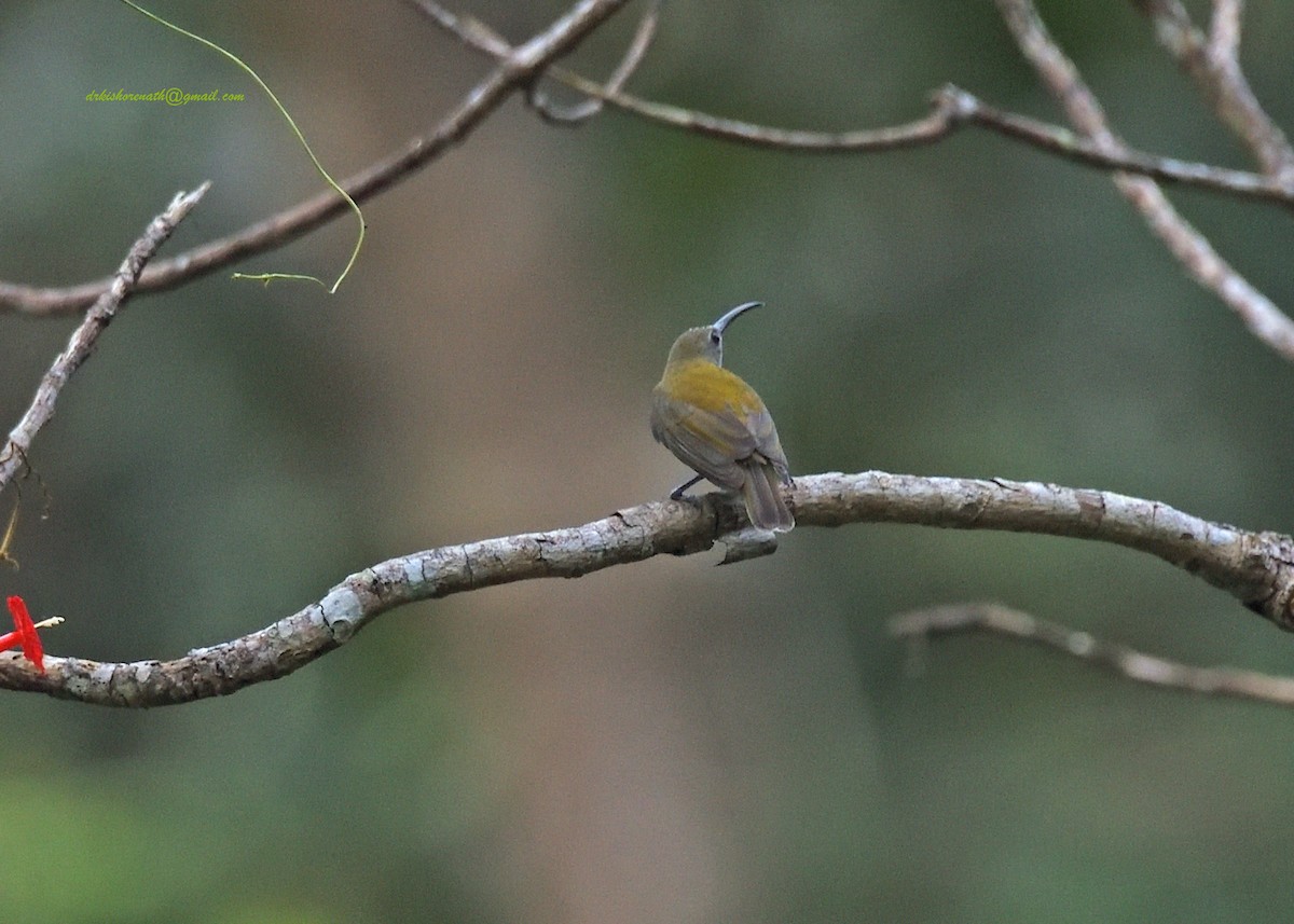 Little Spiderhunter - ML397148361