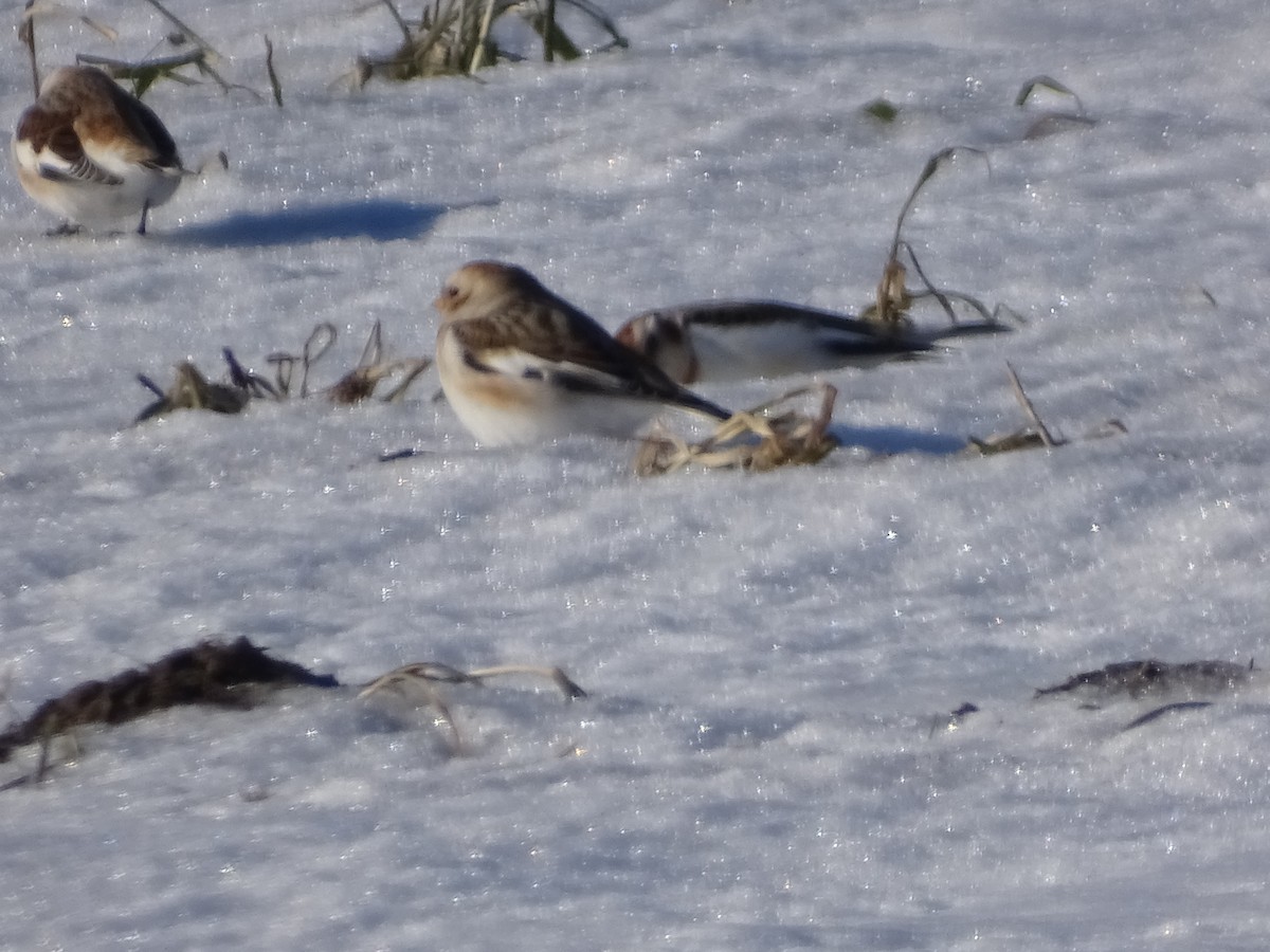 Snow Bunting - claudine lafrance cohl