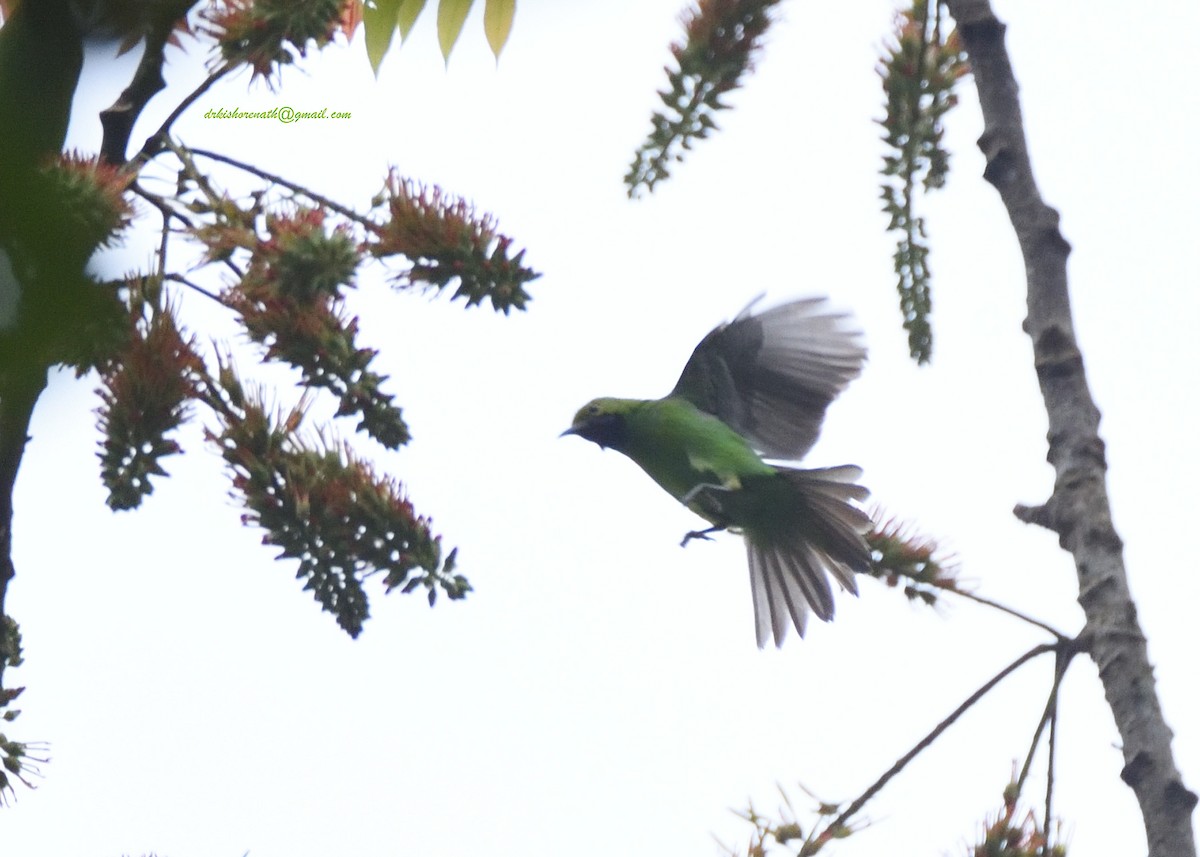 Golden-fronted Leafbird - ML397148611