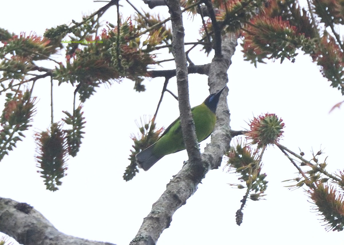 Golden-fronted Leafbird - ML397148621