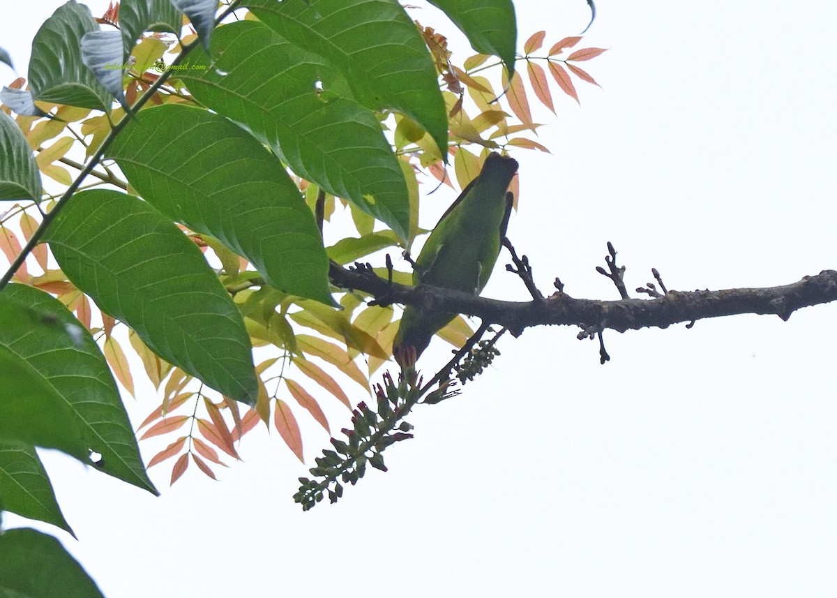 Golden-fronted Leafbird - ML397148631