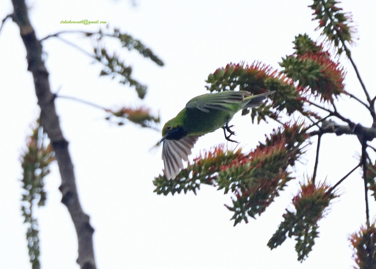 Golden-fronted Leafbird - ML397148661