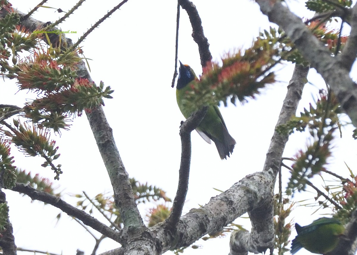 Golden-fronted Leafbird - ML397148711