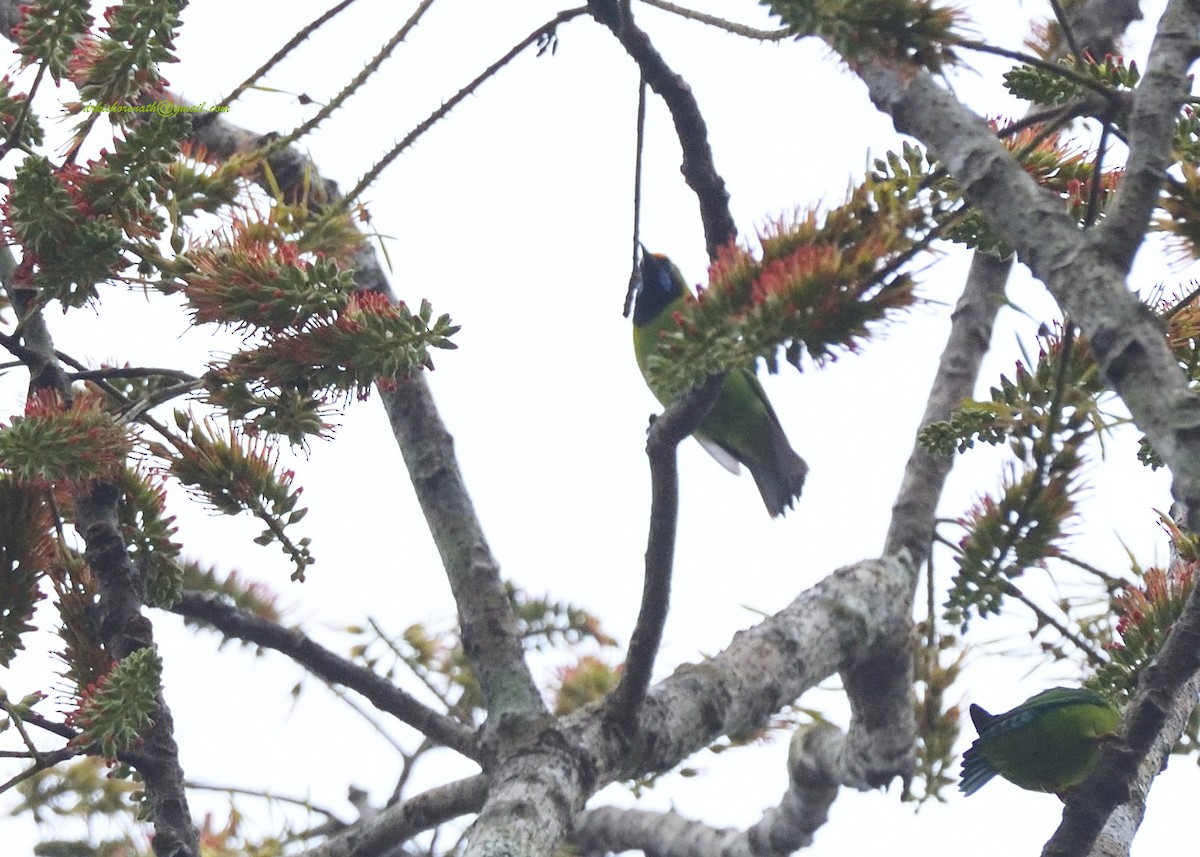 Golden-fronted Leafbird - ML397148721