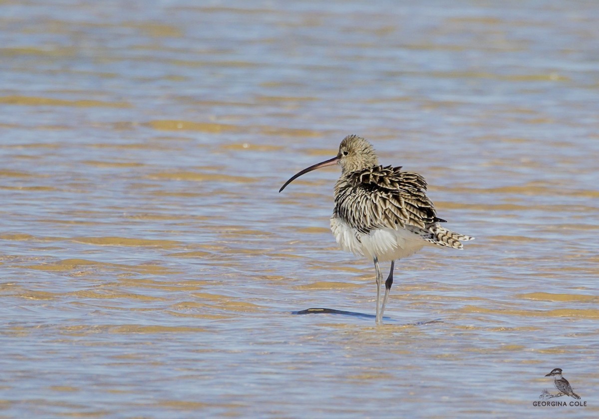 Eurasian Curlew - Georgina Cole