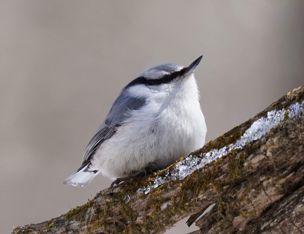 Eurasian Nuthatch - Anonymous