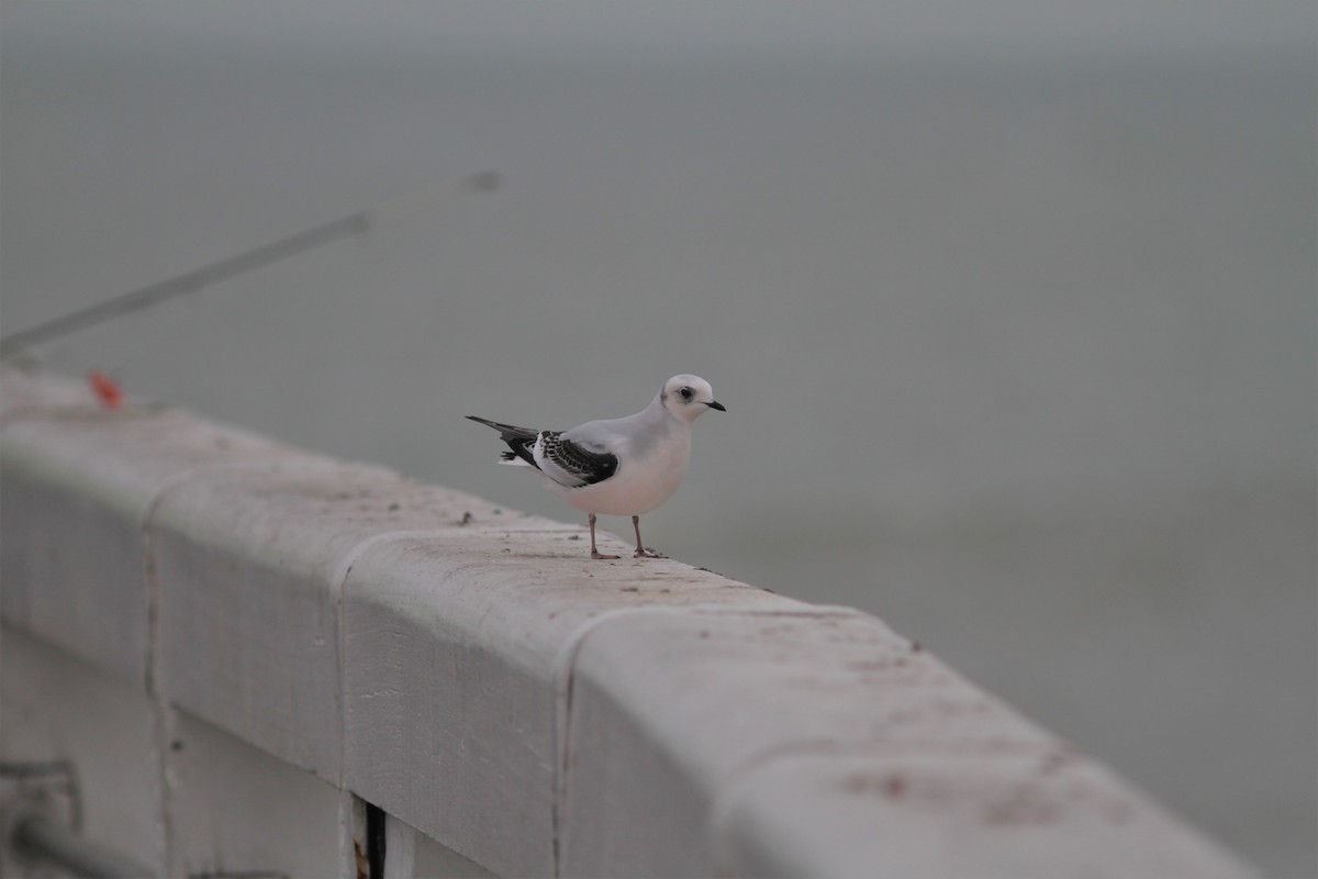 Mouette rosée - ML397152981