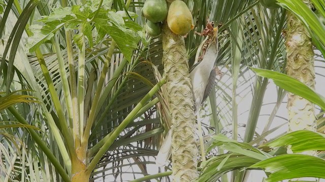 Токо ланкійський - ML397153001