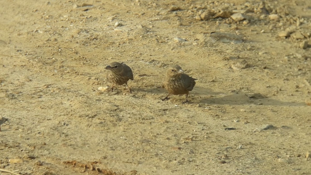 Rufous-tailed Lark - ML397153531