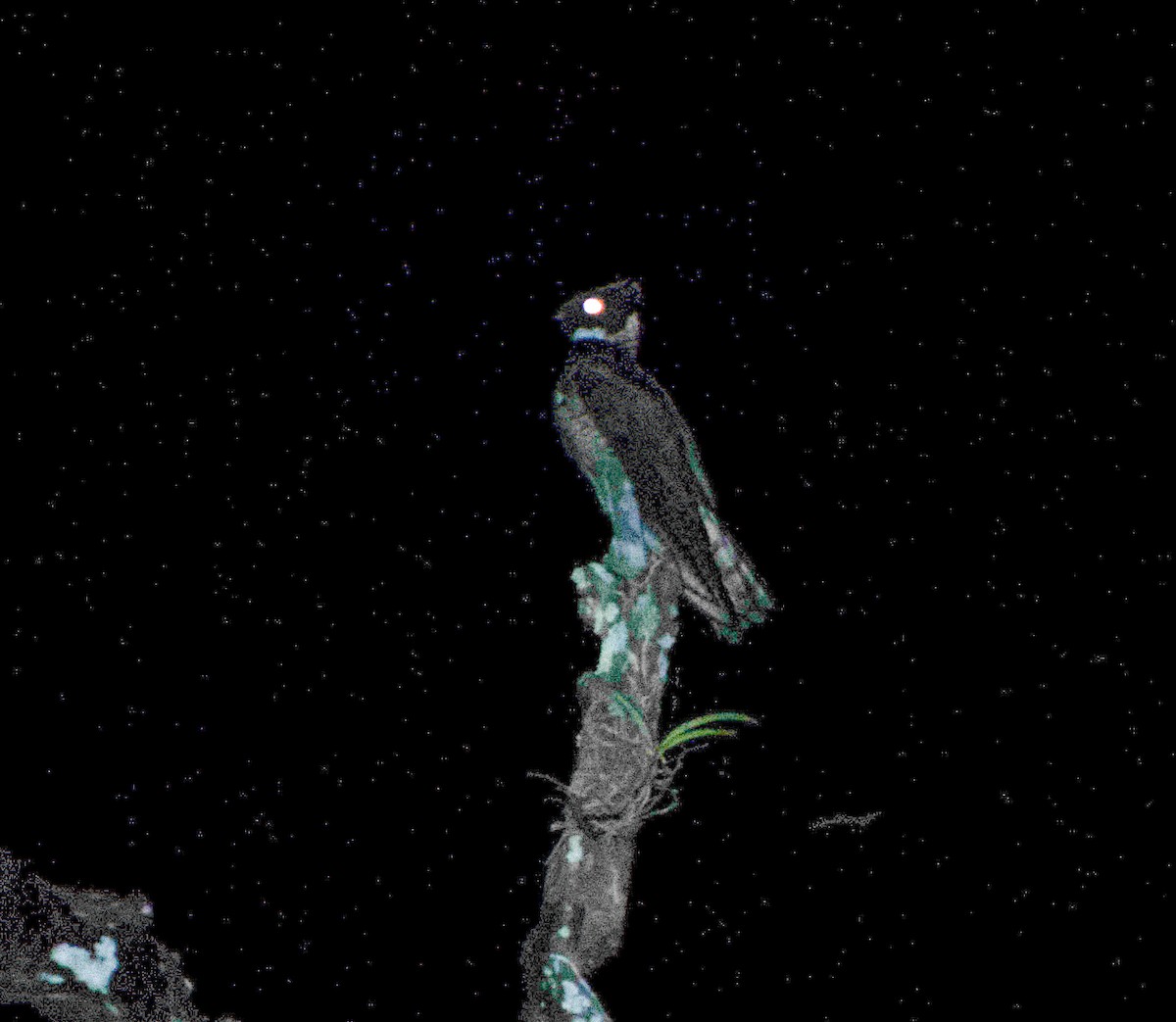 Great Eared-Nightjar - ML397154991
