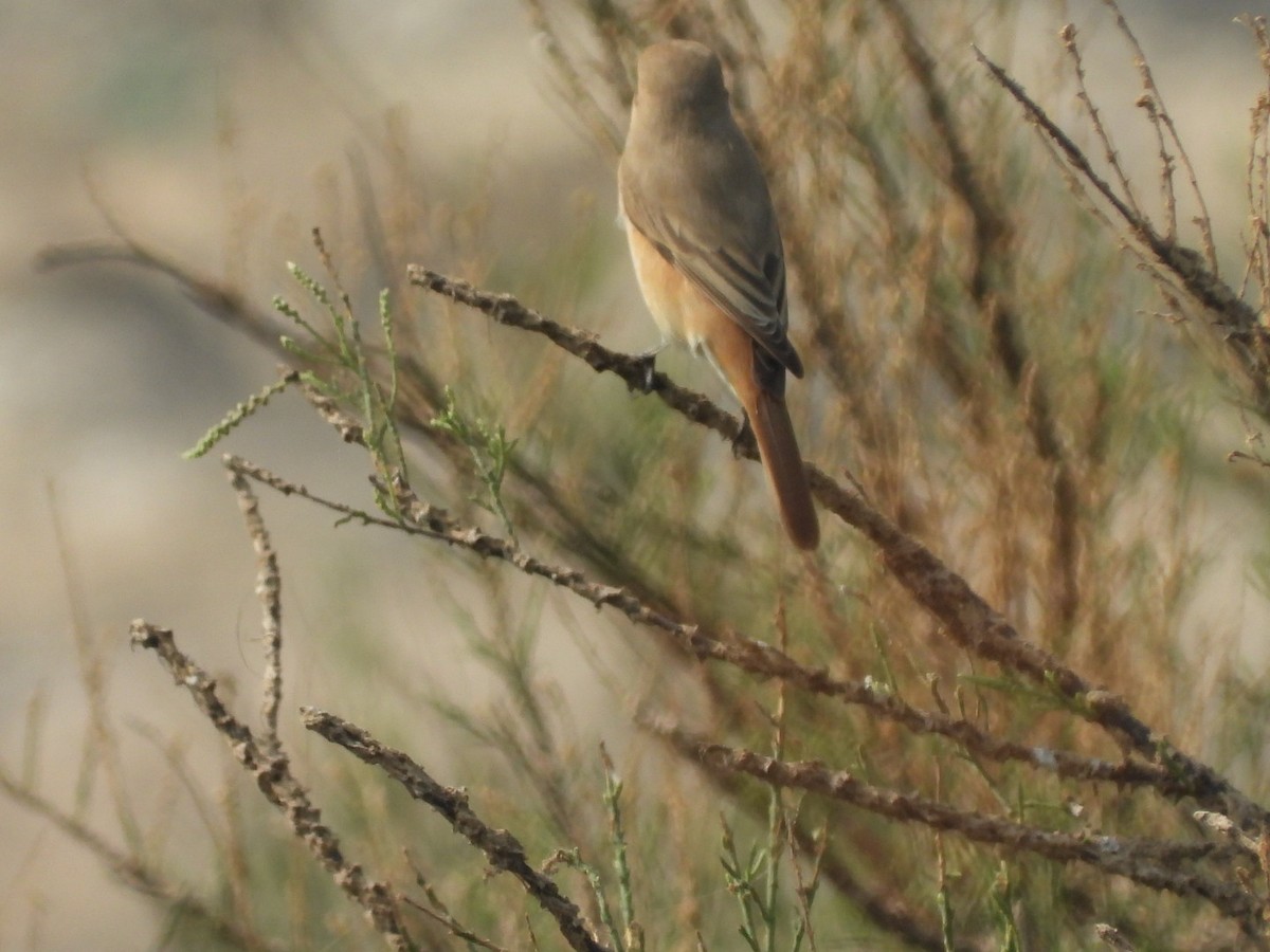 Isabelline Shrike - ML397156021