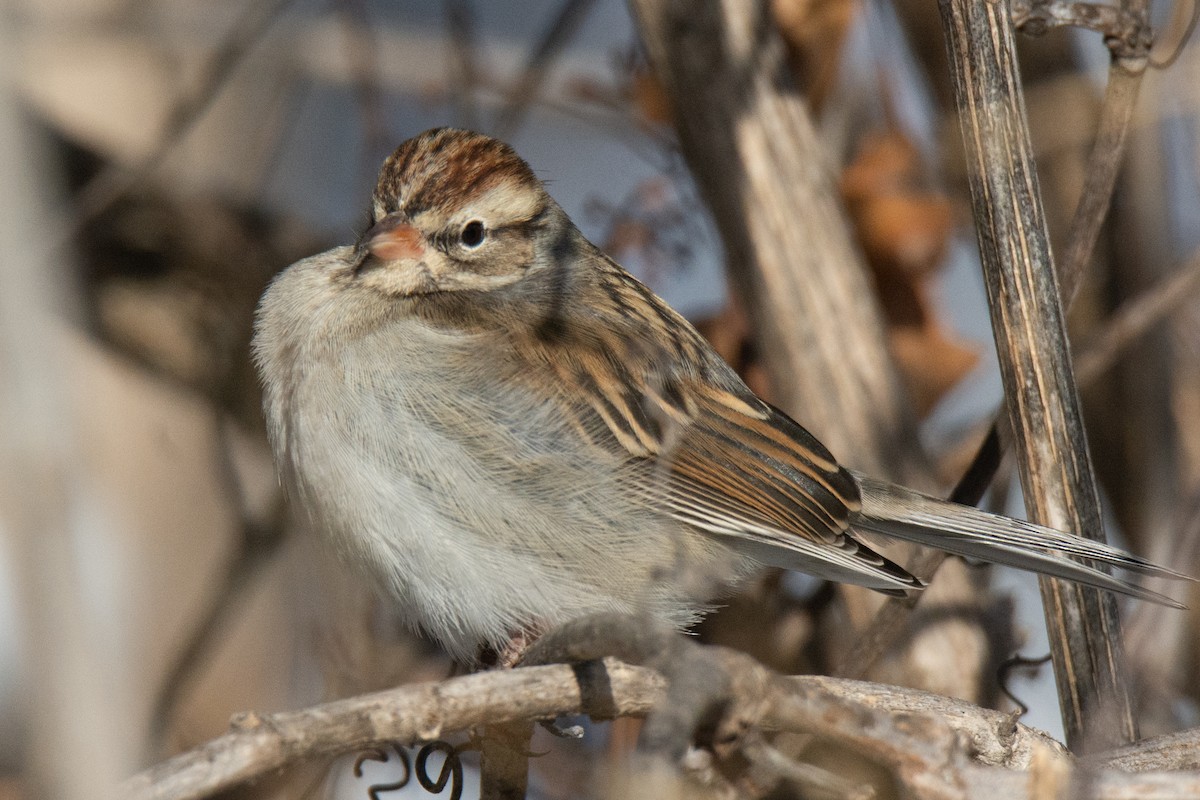 Chipping Sparrow - ML397156501