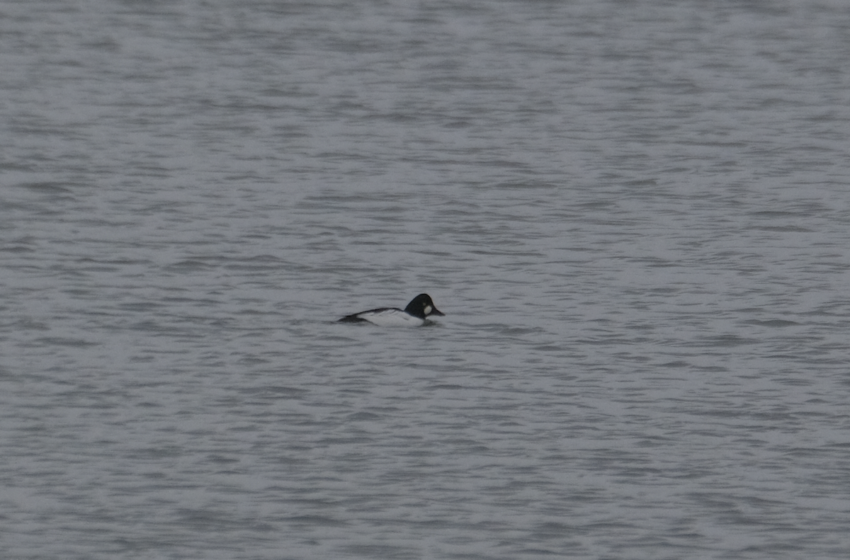 Common Goldeneye - ML397158291