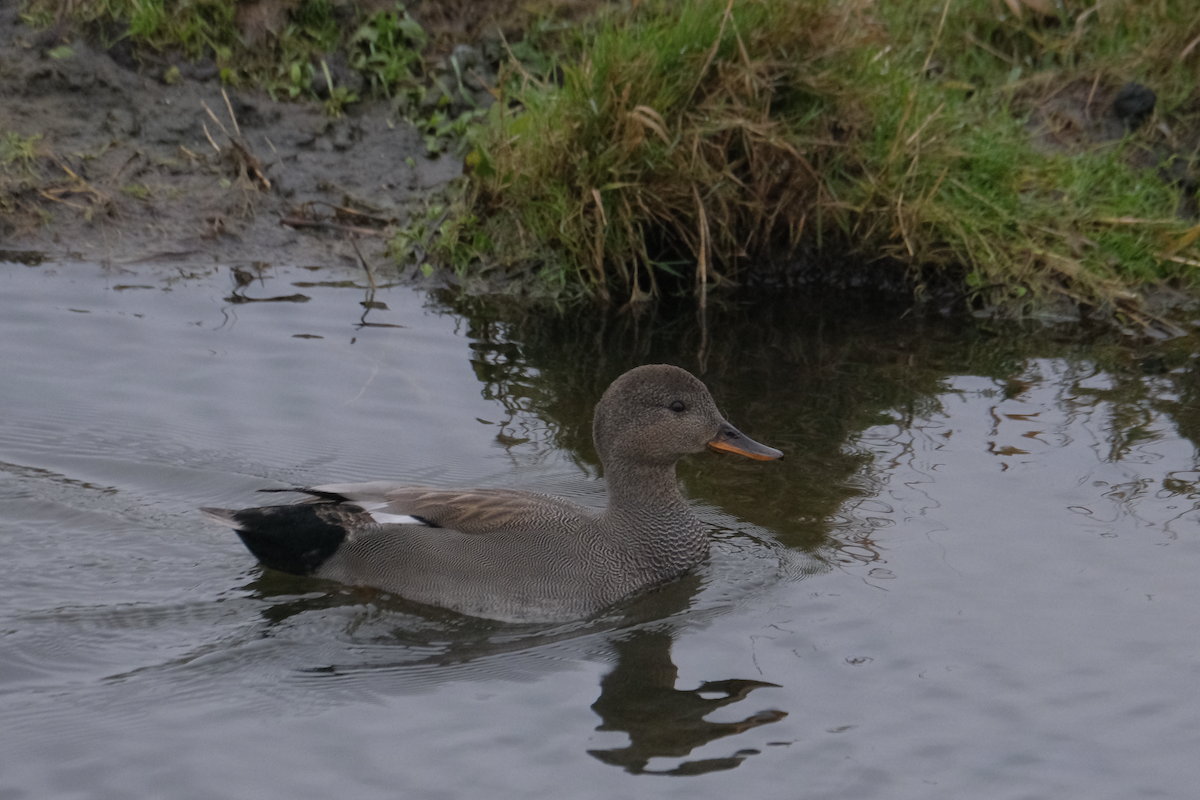 Gadwall - Jan Maarten de Wit