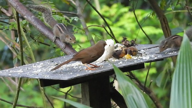 Orange-billed Babbler - ML397159831