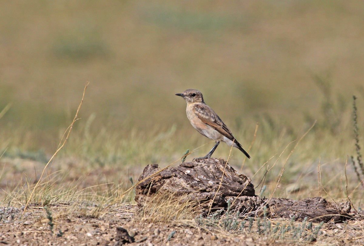 Isabelline Wheatear - ML397160041