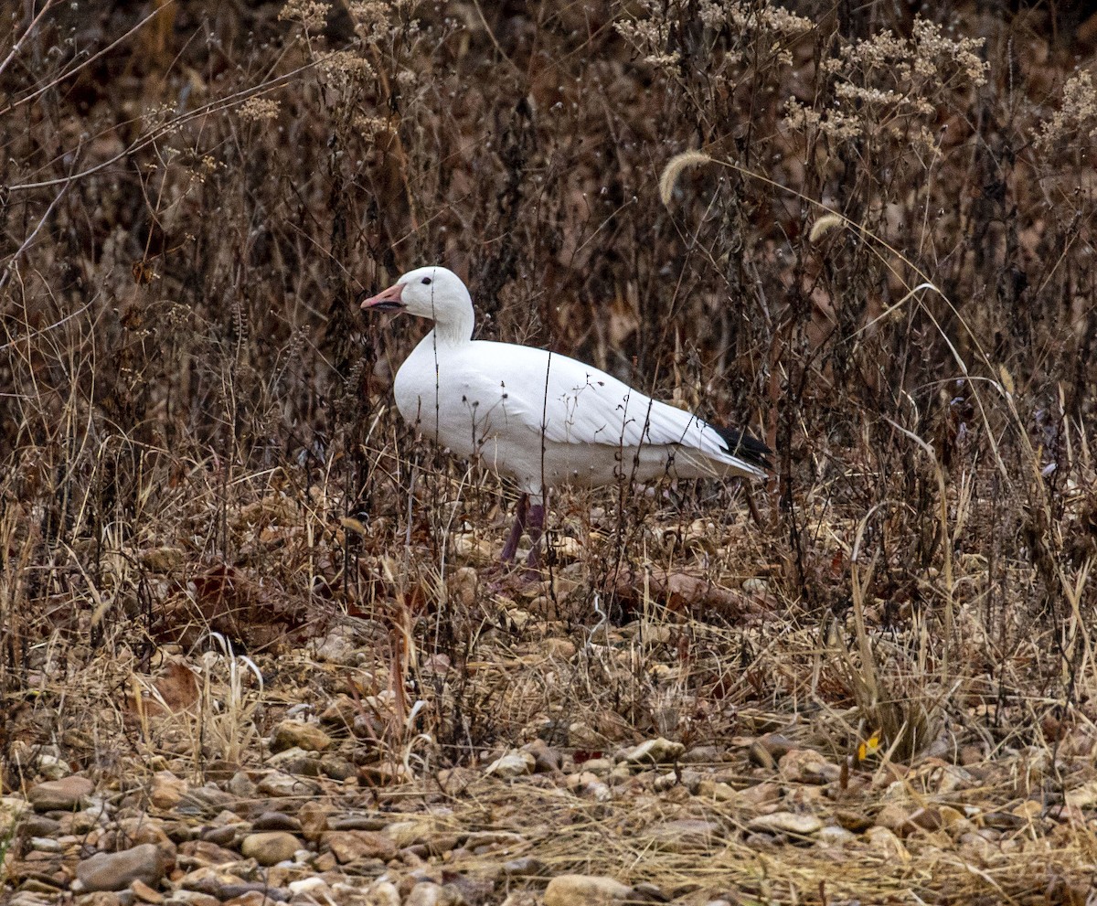 Snow Goose - ML397162221