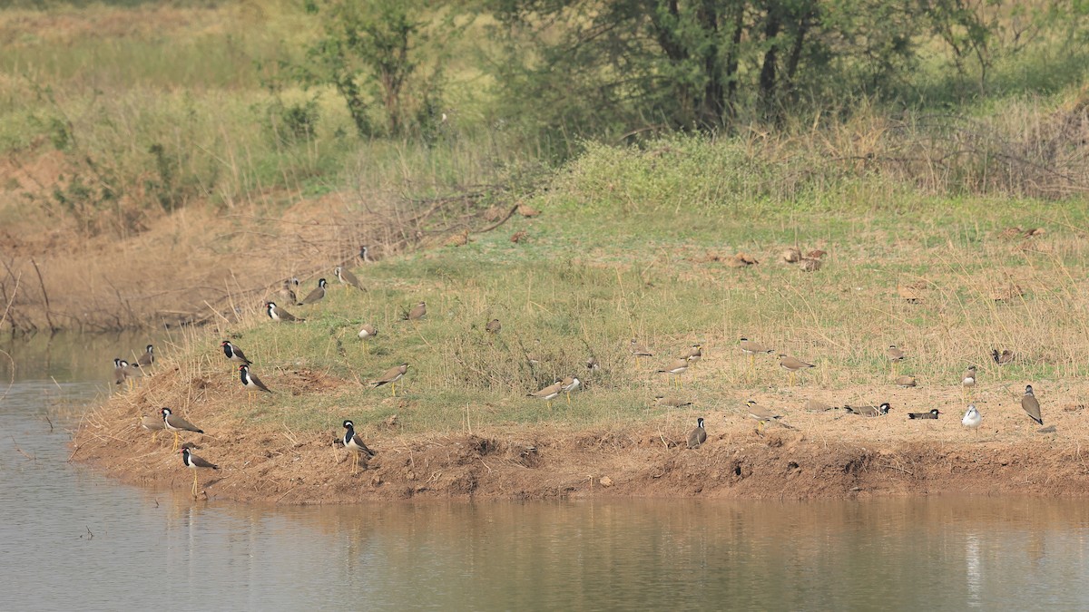 Yellow-wattled Lapwing - ML397162371