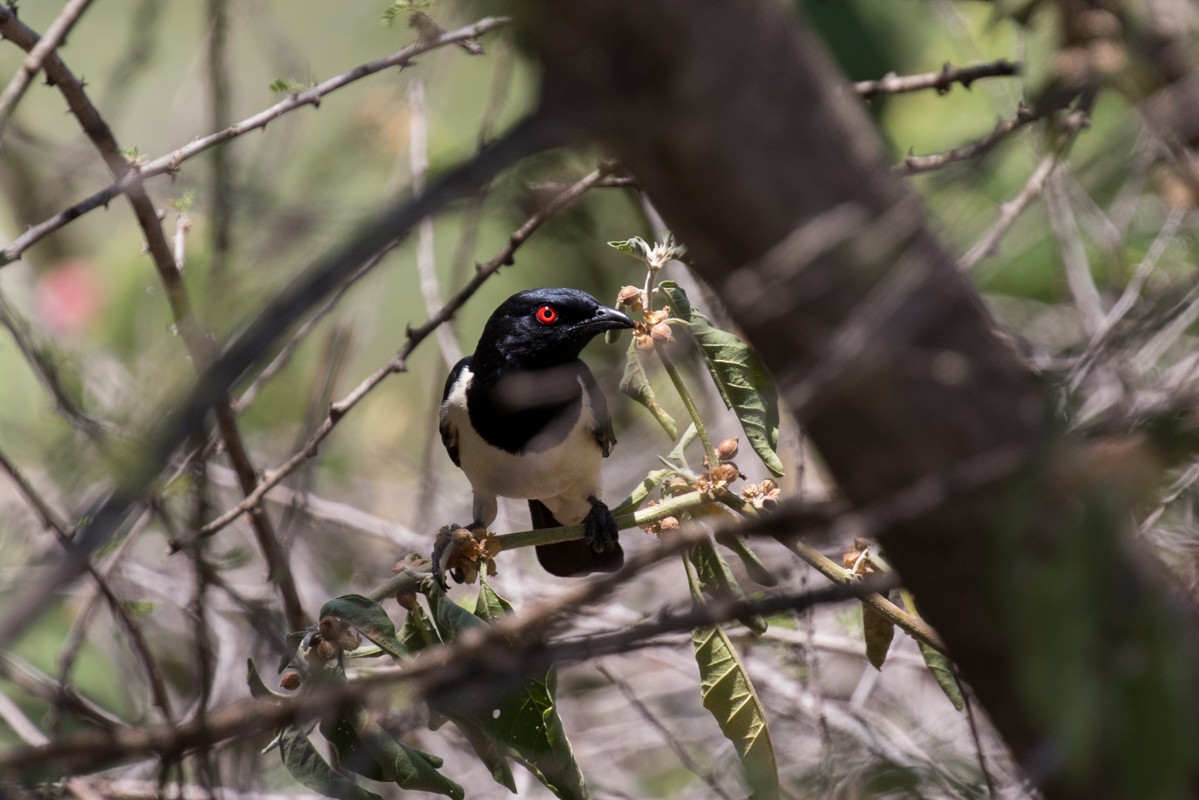 Magpie Starling - Raphael Lebrun