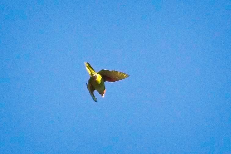 large parakeet sp. (former Aratinga sp.) - ML397164341