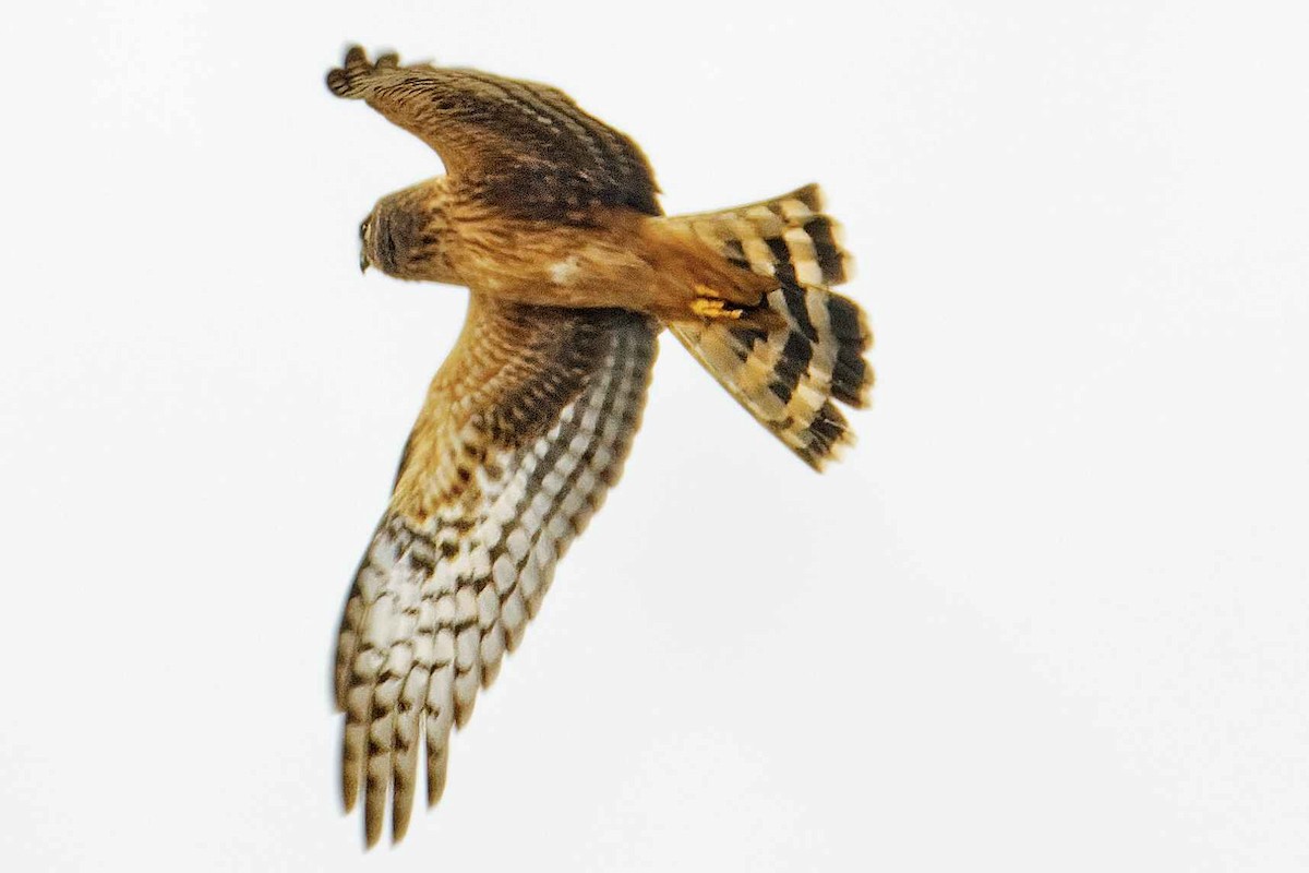 Northern Harrier - Robert Jacques