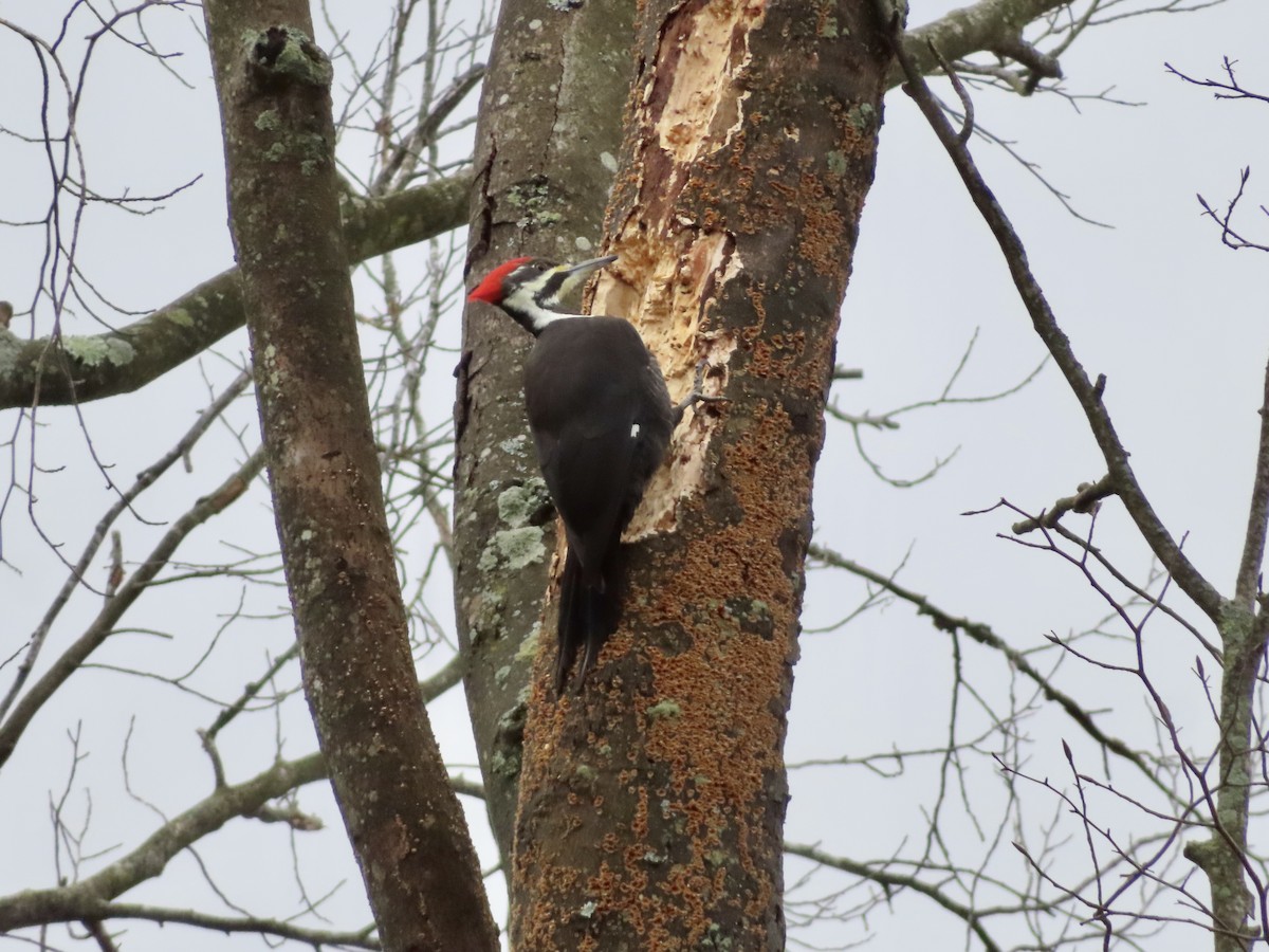 Pileated Woodpecker - ML397166531