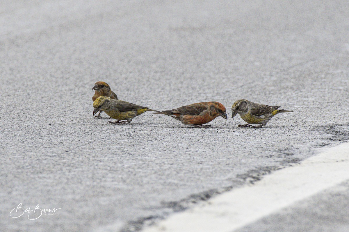 Red Crossbill - ML397166681