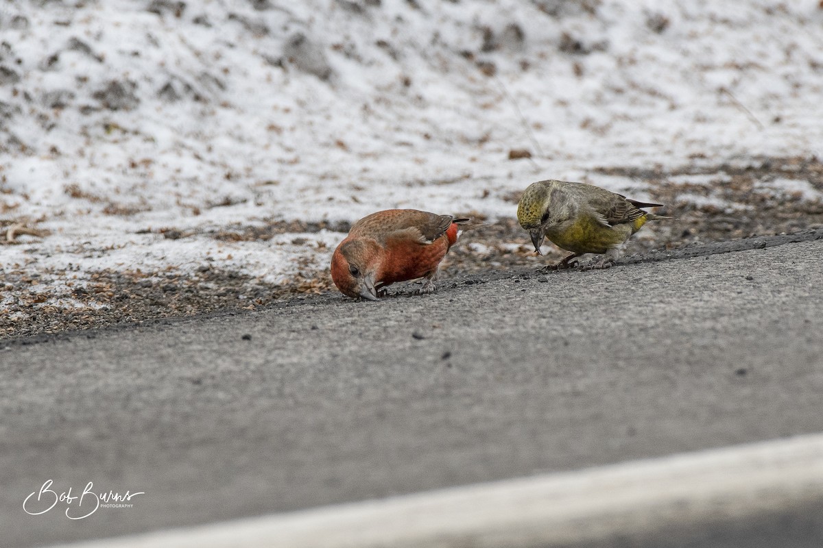 Red Crossbill - ML397166751