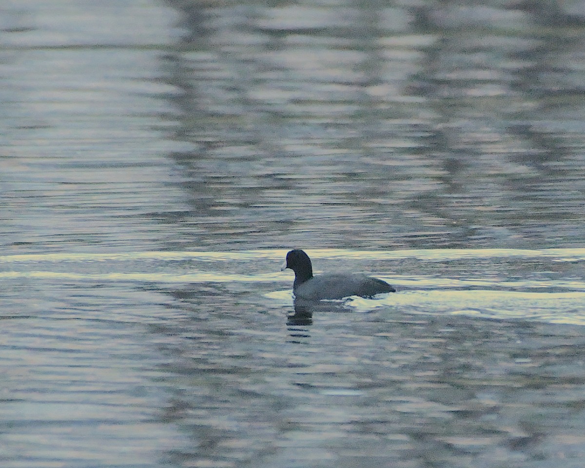 American Coot - ML397167481